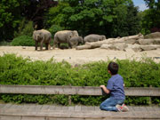 Eindelijk de olifanten gevonden in de dierentuin